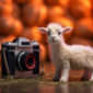 Thorough review of the 5 Best Mirrorless Cameras in 2023