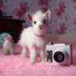 An in-depth review of The Best Vintage Point-and-Shoot Film Cameras