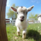 Cute baby goats seen on ring camera. Video doorbell reviews