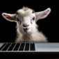 Cute goat with a MacBook Pro