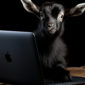 Cute goat sits with the brand new M3 MacBook Pro.
