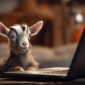 Cute goat in an artists loft sitting with a laptop.